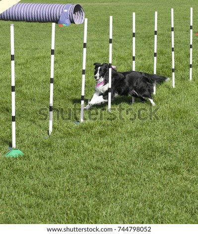 A black and white border collie zig zags through a line of poles in a dog agility competition.
