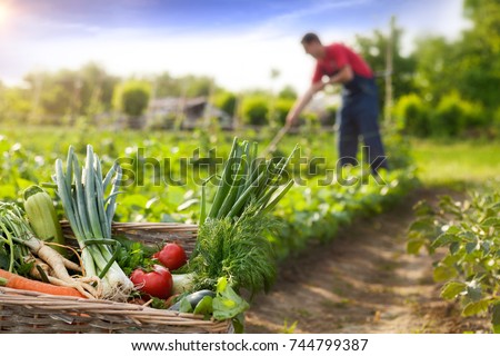 Basket with organic vegetable and farmer working in background Royalty-Free Stock Photo #744799387