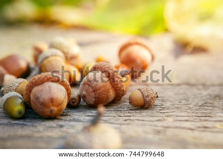 Acorns on wooden surface.Autumn background. 