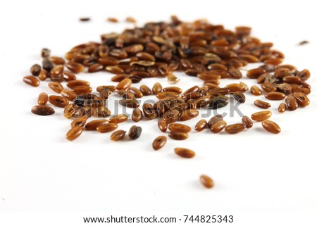 Seeds of ribwort plantain (Plantago lanceolata). The seeds are used in the treatment of parasitic worms. Plantain seeds acting as a bulk laxative and soothing irritated membranes. Royalty-Free Stock Photo #744825343