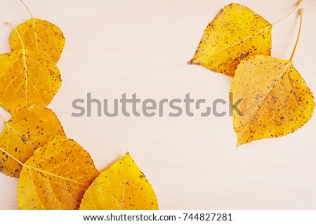 Yellow autumn cottonwood leaves on a wooden desktop. Nature background.