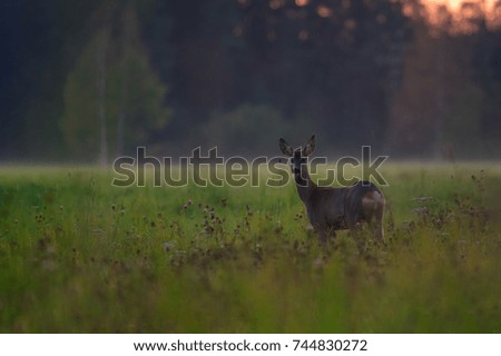 Roe deer with sunset at the back