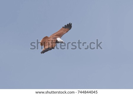 Brahminy Kite flying on blue background