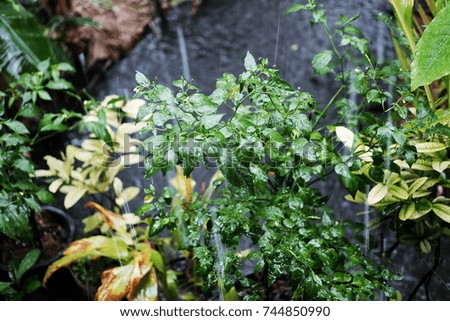 Basil leaf in vegetables garden with rainy day