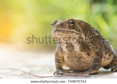close up Common Toad ,asian toad brown,Bufo Bufo