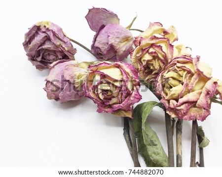 Dried Yellow and Pink Rose on White Background.