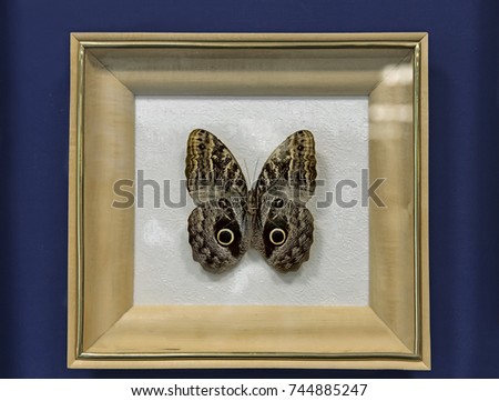 An instance of large tropical butterflies of the genus Caligo illioneus, has a wingspan of up to 160mm. Presented in a glazed frame.