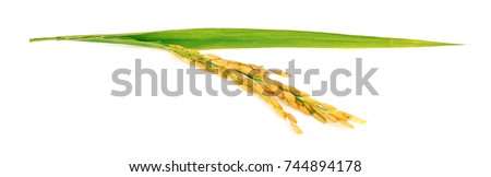 organic paddy rice,ear of paddy, ears of Thai jasmine rice isolated on white background Royalty-Free Stock Photo #744894178