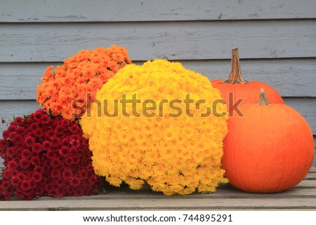 Typical symbols of Fall (Autumn) season, Thanksgiving and Harvest celebration, big orange pumpkins and fall flowers (Fall Mums). Picture can be used as background
