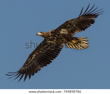 White tailed eagle (Haliaeetus albicilla) in flight, with wings spread, in the Danube Delta, Romania.