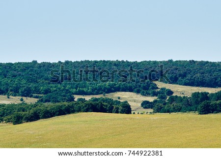 field with yellow grass