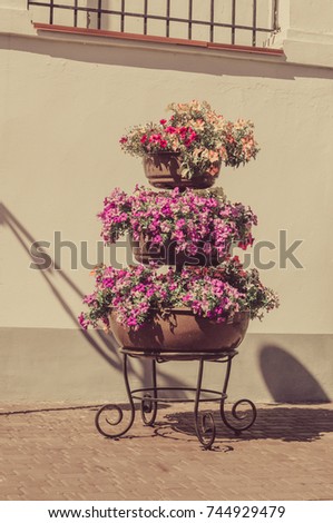 triple metal stand with flower pots on the street. blue and yellow violets. sunlight. photo toned in vanilla color