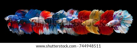 Multi color Siamese fighting fish(Rosetail-Halfmoon),fighting fish,Betta splendens,on black background
