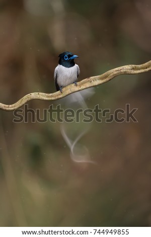 Asian Paradise Flycatcher male drying its wet feathers and tail after bath.  Motion blur photography of bird shaking water out of its feathers and tail.