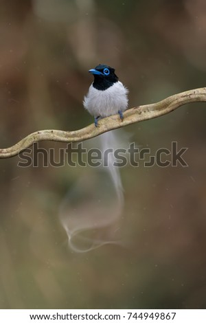 Asian Paradise Flycatcher male drying its wet feathers and tail after bath.  Motion blur photography of bird shaking water out of its feathers and tail.