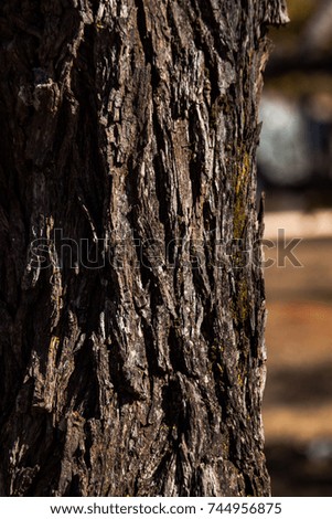 Texture of the tree background.