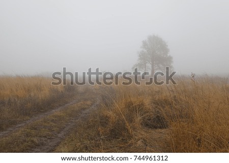 autumn landscape - a dirt road and a lonely tree in a fog
