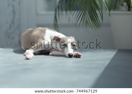 Picture of grey italian greyhound