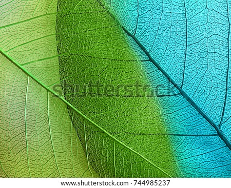 Macro leaves background texture