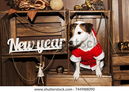 dog in Santa costume