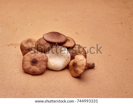 fingers hold one mushroom, edible, mouth-watering can