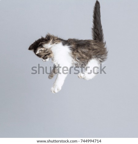 portrait of a flying kitten on top of a gray studio background, creative photo