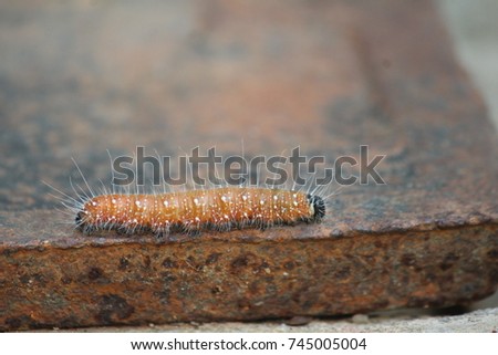 Hairy insect moving on stone platform.