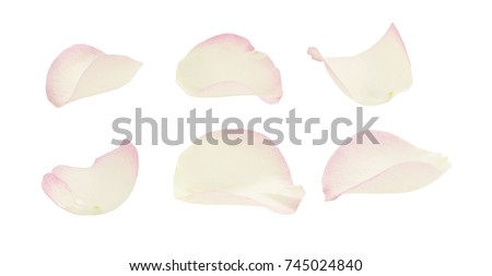 Set of white and pink rose petals isolated on white  Royalty-Free Stock Photo #745024840