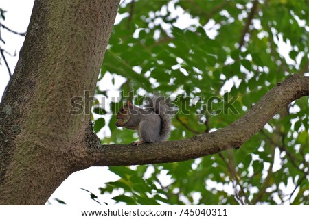 squirrel in a tree eating