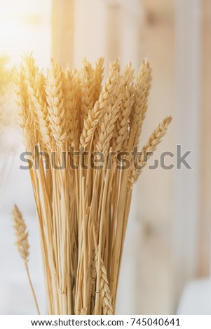 Golden yellow wheat ears