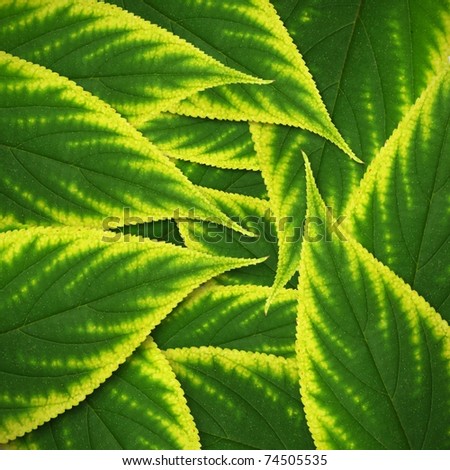 Beautiful green leaves  background
