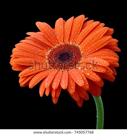 Nice orange daisy flower
