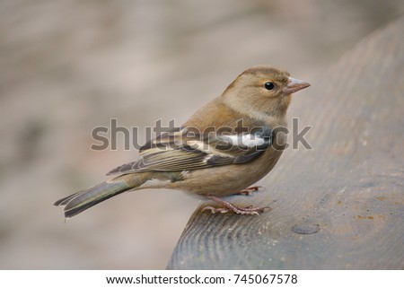 A female chaffinch perched on the edge of a table. Royalty-Free Stock Photo #745067578