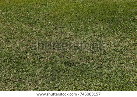 Green Golf course. Texture of grass. High resolution background