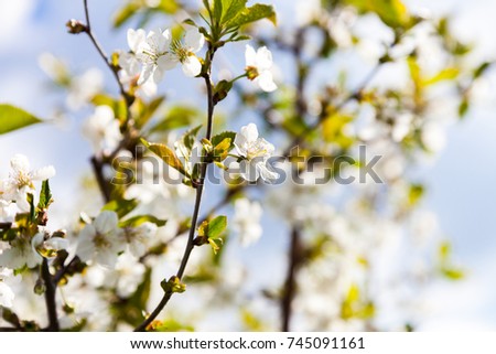 Spring white cherry tree blossom in the park. Beautiful flowers. Selective focus, blurry background. Sunny day. Apple branches. Blue sky.
