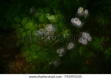 Double exposure of daisies on the ground. Photographed in Jaffrey, NH in May 2016.