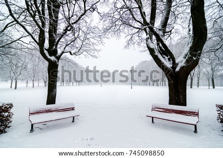 Two benchs in park during a snowfall. Snow covered. Tree alignment