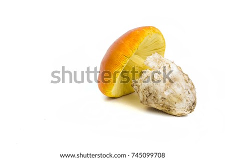 Fresh Eatable Orange Forest Mushroom Isolated On White Background