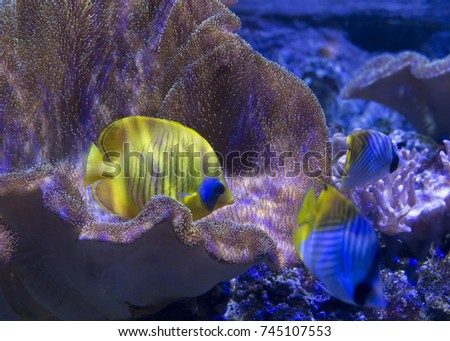 Yellow butterfly fish in aquarium under led lights