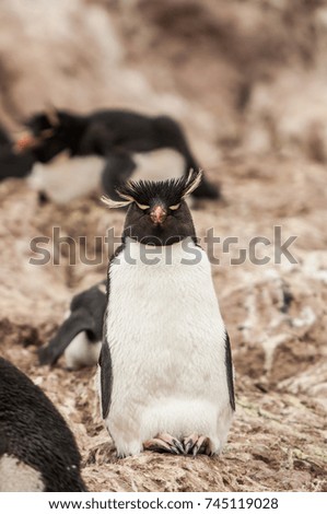 A portrait of the penguin