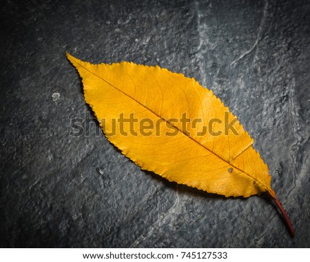 Yellow lonely leaf on a black slate background. A lot of empty space for text