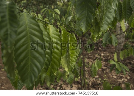 Coffee plantation and coffee plant leaves in Vietnam