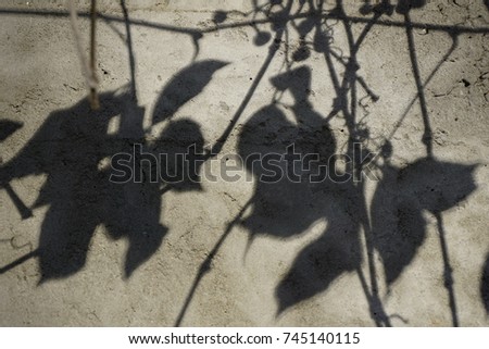 Silhouettes of the leaves of a  grape vine on a gray wall background. Shadow and light. Sunny warm autumn weather