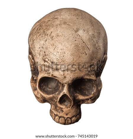 Bone skull on a white background