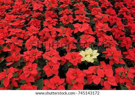 A yellow poinsettia plant (Euphorbia pulcherrima), among many red poinsettias, widely used in Christmas floral displays, in a flower market in Xochimilco, Mexico City, a UNESCO World Heritage Site Royalty-Free Stock Photo #745143172