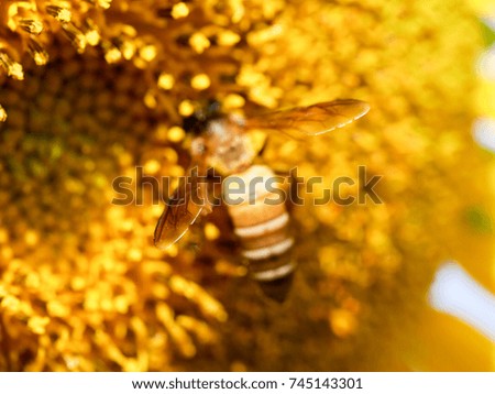 honey bee sucking nectar from sunflower 