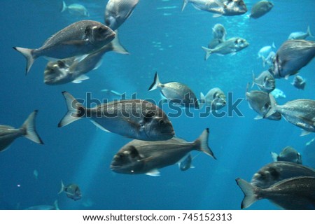 tuna fish swimming underwater in ocean known as bluefin tuna, Atlantic bluefin tuna (Thunnus thynnus) , northern bluefin tuna, giant bluefin or tunny stock, photo, photograph, picture, image