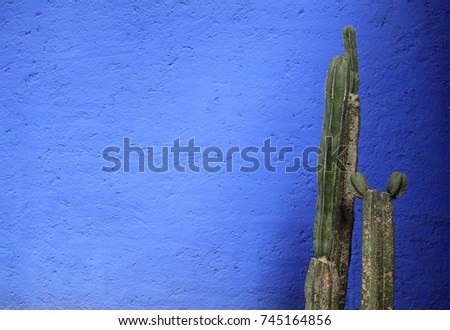 A large tall dark green cactus against a bright blue wall in Mexico City, Mexico. With room for text, or to be used as background. Royalty-Free Stock Photo #745164856
