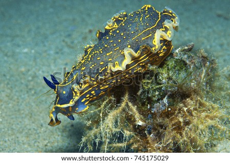 a big nudibranch searches for food in the sand