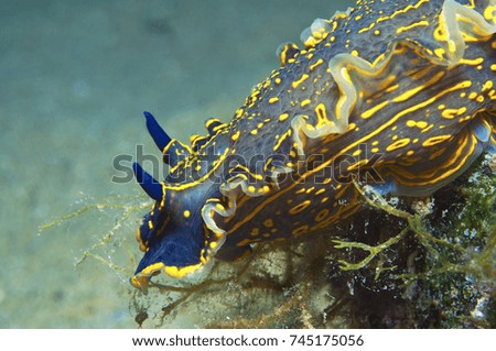 a big nudibranch searches for food in the sand